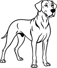 Great Dane Dog Vector Illustration of Giant Purebred Breed Standing in Side Profile Isolated on White Background, Great Dane Cartoon Clipart, Giant Dog Breed Vector, Noble Great Dane Line Art