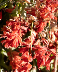 Clusters of vibrant red bracts and leaves, which are characteristic of a plant in bloom,