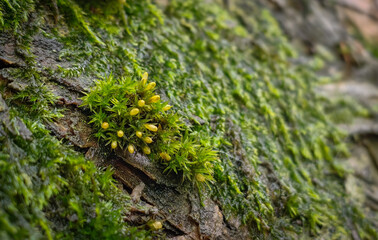 Close-up of vibrant moss with yellow-green spore capsules growing on damp bark in the Bükk...