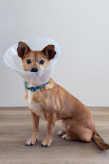 Small brown dog sitting on wooden floor, wearing a protective cone collar after a vet visit, looking at the camera with a calm expression. Empty space for text