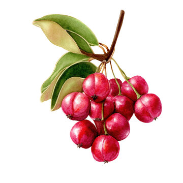 Watercolor illustration of bignay fruit bunch on transparent background