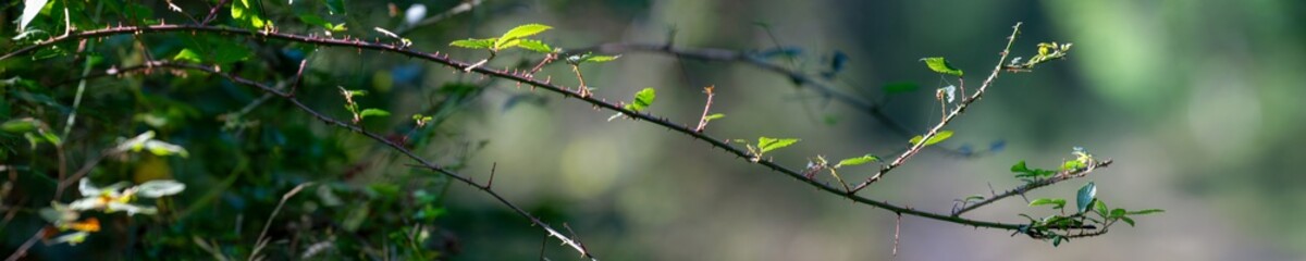 Branch of Shrubby blackberry whose young shoots were eaten by a Roe deer in a forest path. Rubus...