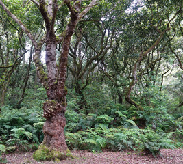Trek à Madère 2025 - Jour 3 (parc forestier de Pico Das Pedras, parc forestier de Queimadas, Pico...