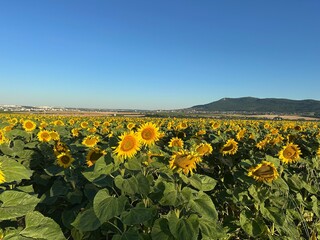 Morning sunflowers in the morning sunshine