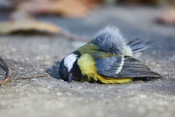 Dead great tit on the ground