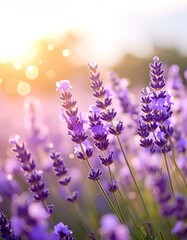 Naklejka premium lavender flower field