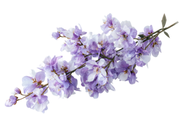 Lilac branch with delicate purple flowers, isolated on black.
