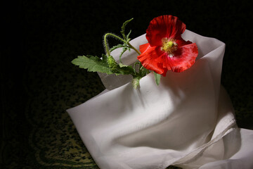 Still life with a red poppy in white on a dark background