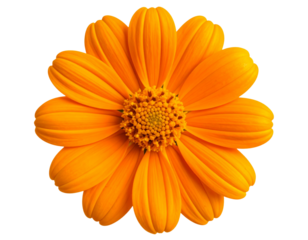 Top-Down Perspective of a Single Tithonia Flower Head, Transparent PNG.