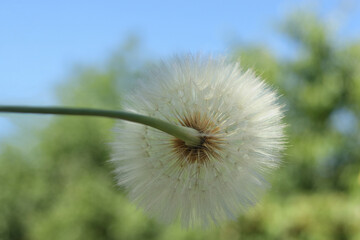 Delicate dandelion seeds macro against sky and nature. Soft focus, airy minimal background with natural light.