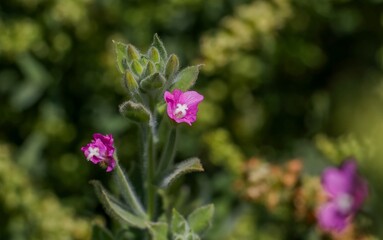 Epilobium hirsutum is a flowering and hairy plant species that grows naturally. It can be seen rarely in the Tigris Valley during the summer months.