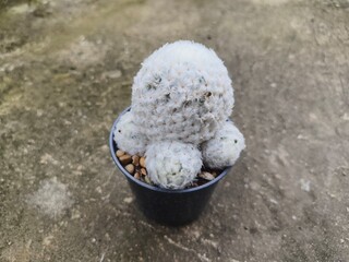 Mammillaria bocasana Poselg. 