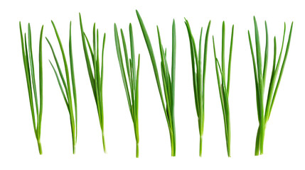 Chive leaves arranged in straight lines Transparent background, PNG