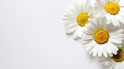 Elegant White Daisies on White Background Floral Image