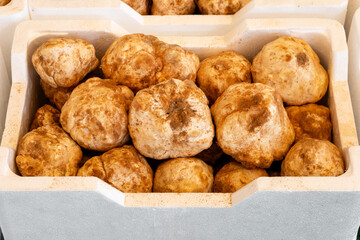 Fototapeta premium Close-up of white truffle. expensive fresh mushroom is delicacy. Lots of mushrooms in white containers