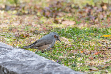 地面を歩くヒヨドリの観察