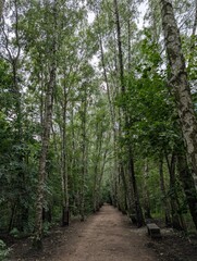 Path in the forest among the trees