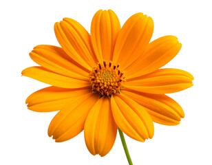 Obraz premium Realistic Side View of a Bright Orange Tithonia Flower, Isolated on Transparent Background.