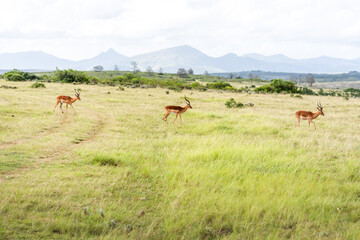 Impalas in südafrikanischem Grasland