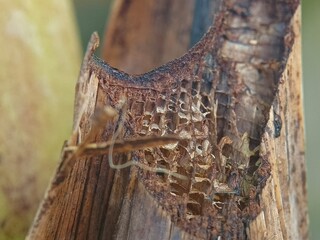 Extreme macro of dried banana leaf midrib with decayed texture and natural fiber pattern, suitable...