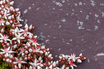 Beautiful Macro Detail of Blooming Succulent Plants on a Grey Surface