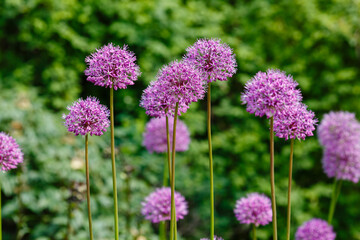  Allium Flowers (Allium Giganteum) in spring garden, Growing bulbs in the garden