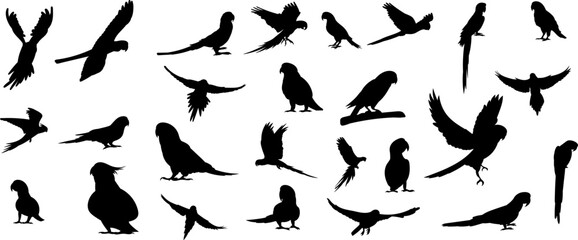 set silhouette parrot different breeds vector
