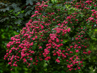 Crataegus rubra Plena is blossom in spring garden