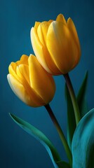 Naklejka premium Elegant close-up of two vibrant yellow tulips with soft lighting against a dark blue background, showcasing delicate petals and rich color contrast