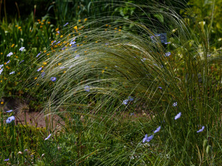 Feather grass ( Latin- Stipa ) is a genus of perennial monocotyledonous herbaceous plants from the family Poaceae 