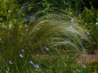 Feather grass ( Latin- Stipa ) is a genus of perennial monocotyledonous herbaceous plants from the...