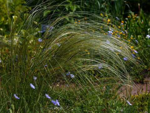 Feather grass ( Latin- Stipa ) is a genus of perennial monocotyledonous herbaceous plants from the family Poaceae 