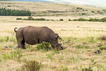 Obraz premium Breitmaulnashorn grast in südafrikanischer Savanne