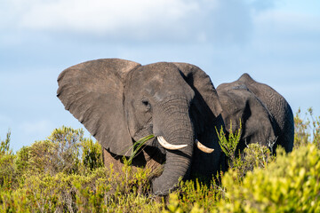 Afrikanischer Elefant grast in südafrikanischer Buschlandschaft