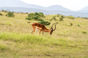 Impala grast in südafrikanischem Grasland