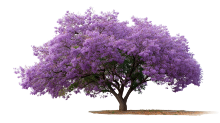 Purple Jacaranda Tree in Bloom: A majestic jacaranda tree explodes with vibrant purple blossoms, creating a breathtaking spectacle of color and natural beauty.
