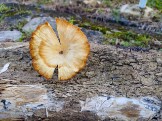 A solitary, fan-shaped mushroom with a distinctive split, growing out of a textured, decaying...