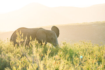 Elefant im goldenen Licht des Sonnenauf- oder Untergangs in Südafrika