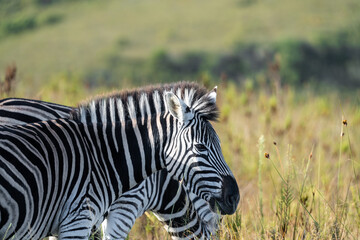 Zebra in Nahaufnahme in südafrikanischer Savanne