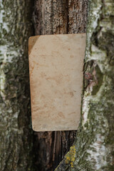 Vintage empty paper on the old wooden bark of tree background