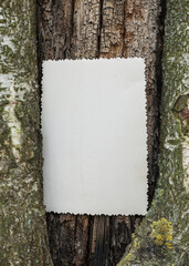Vintage empty paper on the old wooden bark of tree background