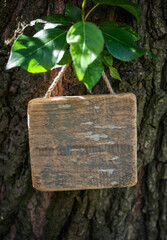 Rustic old wooden empty board hangs on tree