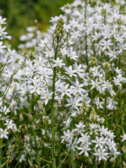 Ornithogalum magnum bloom in garden