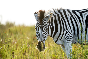 Zebra in Nahaufnahme im südafrikanischen Grasland