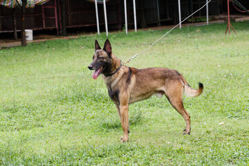 A dog standing on the lawn
