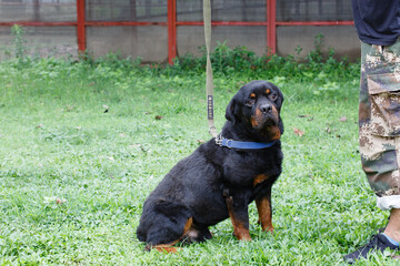 A dog standing on the lawn
