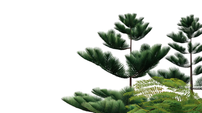 Norfolk Island Pine Trees: A pair of vibrant Norfolk Island Pine trees, their lush green foliage contrasting beautifully against a clean background, evoking a sense of serenity and natural beauty.