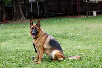 A dog standing on the lawn
