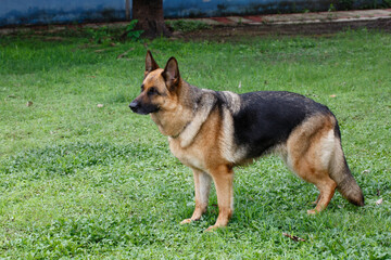 A dog standing on the lawn
