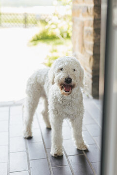 white dog looking happy